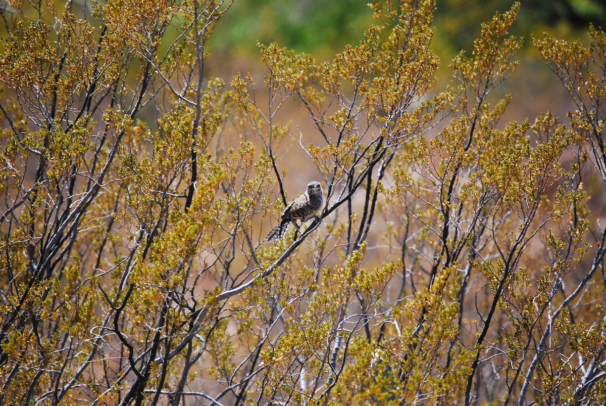 Cactus Wren - Dana Parsons