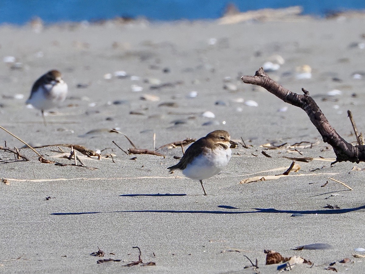 Double-banded Plover - Deb Corbett