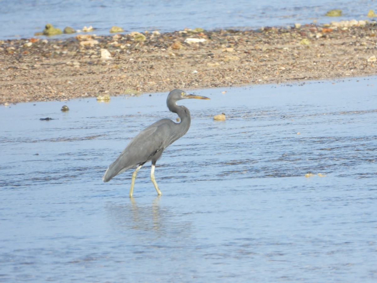 Pacific Reef-Heron - ML618303474