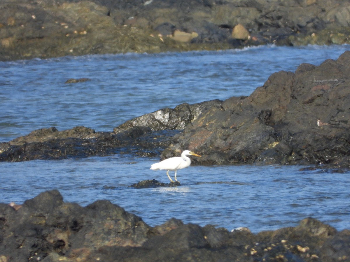 Pacific Reef-Heron - ML618303477