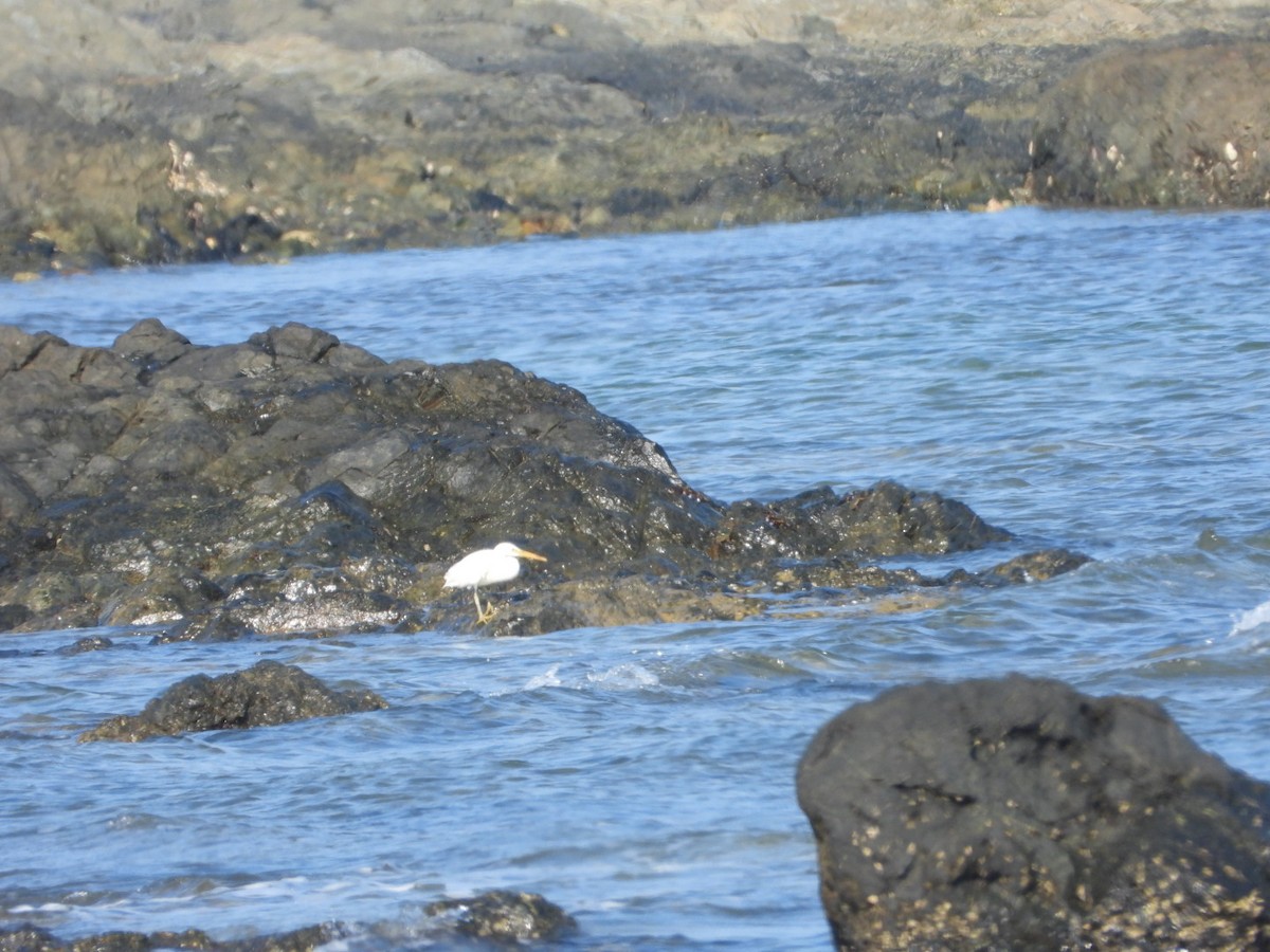 Pacific Reef-Heron - ML618303479