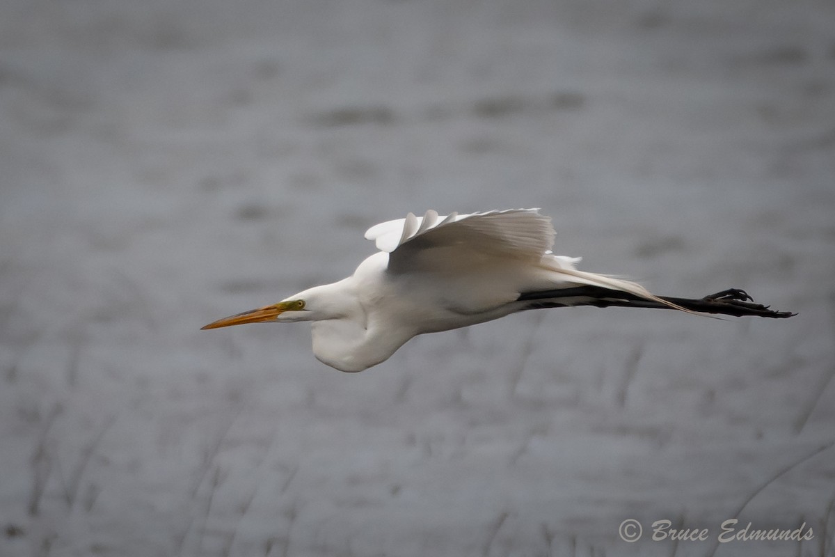 Great Egret - Bruce Edmunds