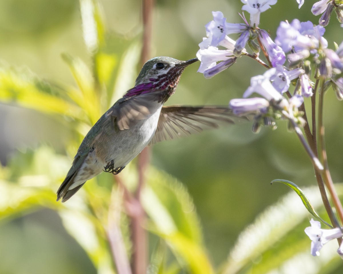 Calliope Hummingbird - Steve Abbott