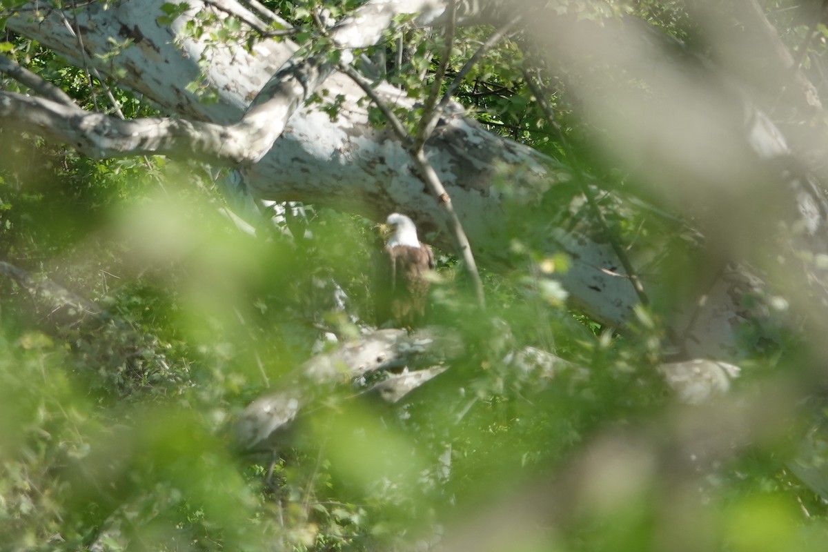 Bald Eagle - ML618303563