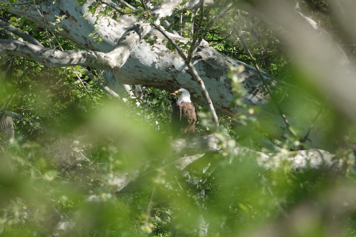 Bald Eagle - Lottie Bushmann