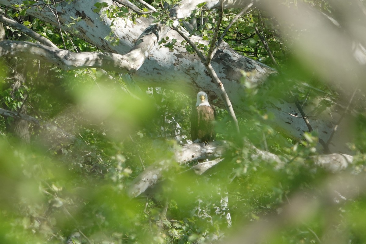 Bald Eagle - ML618303566