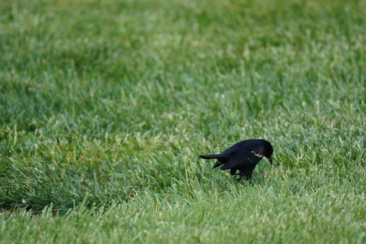 Red-winged Blackbird (Red-winged) - Braydon Leary