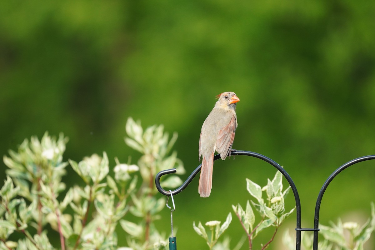 Northern Cardinal - Braydon Leary