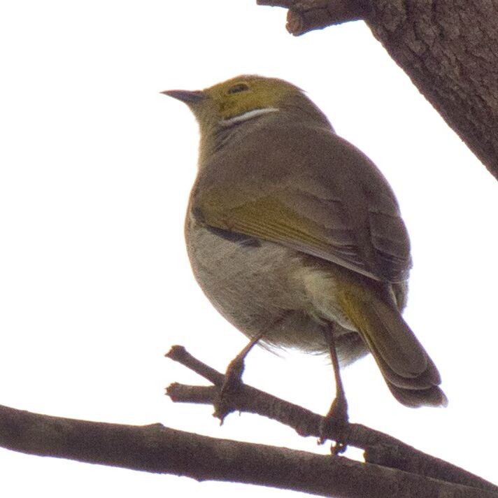 White-plumed Honeyeater - ML618303714