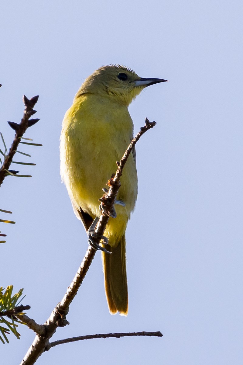 Hooded Oriole - Roger Adamson