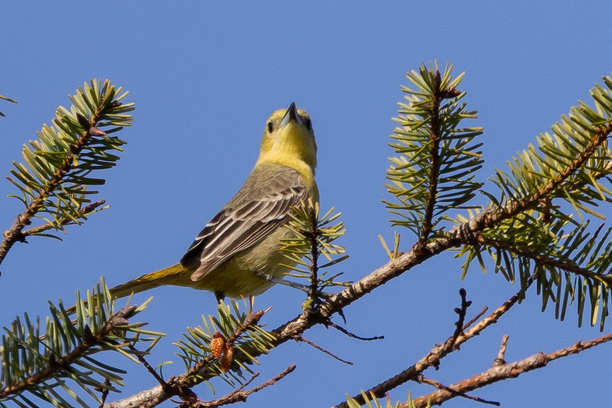 Hooded Oriole - ML618303876