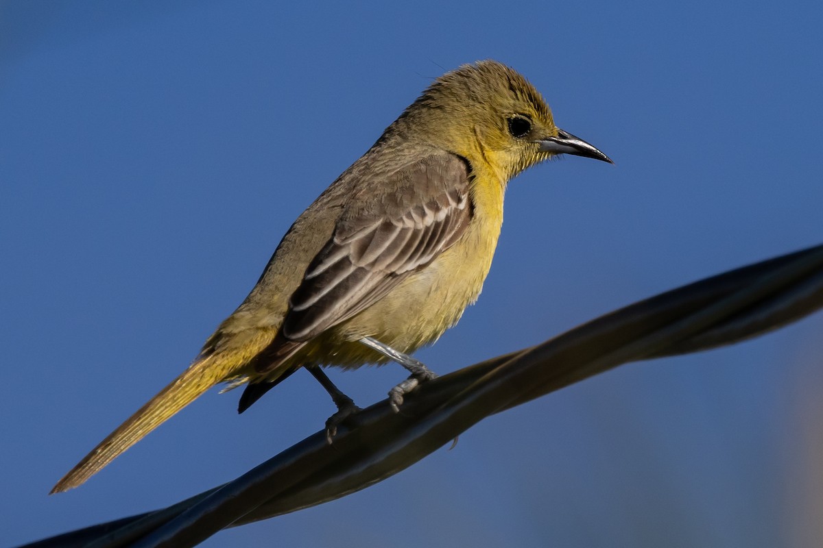Hooded Oriole - ML618303877