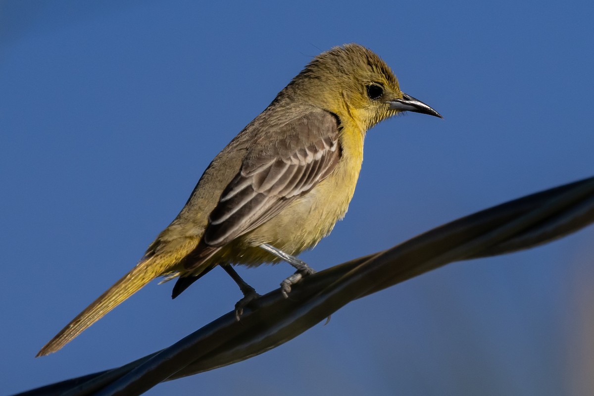 Oriole masqué - ML618303877