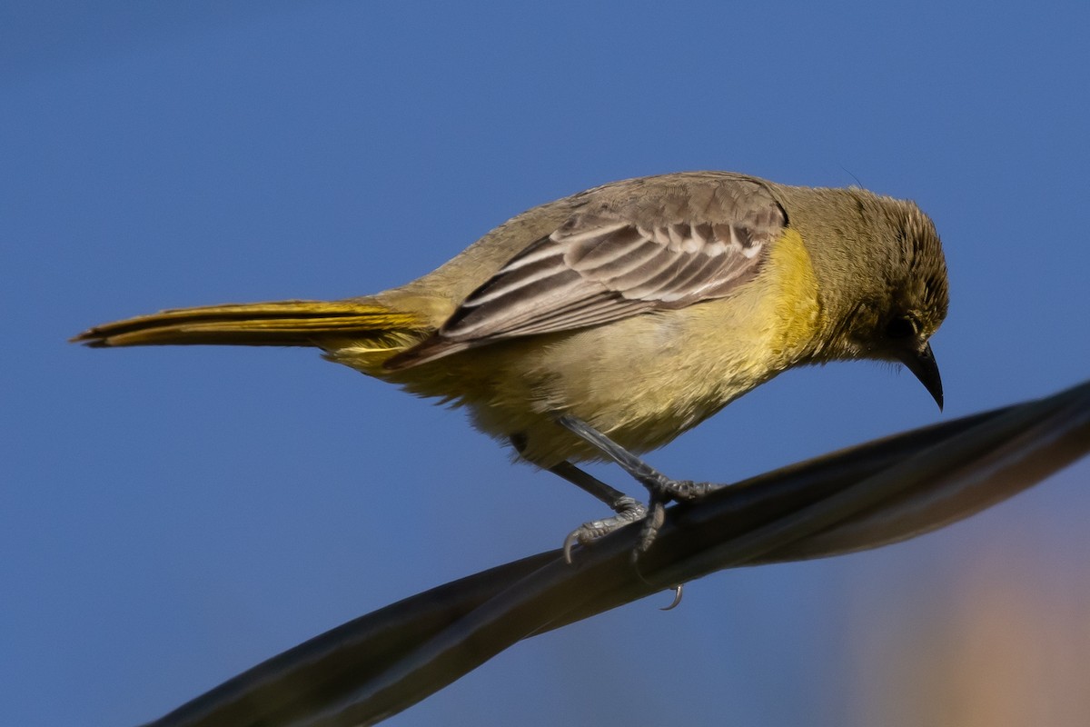 Oriole masqué - ML618303878