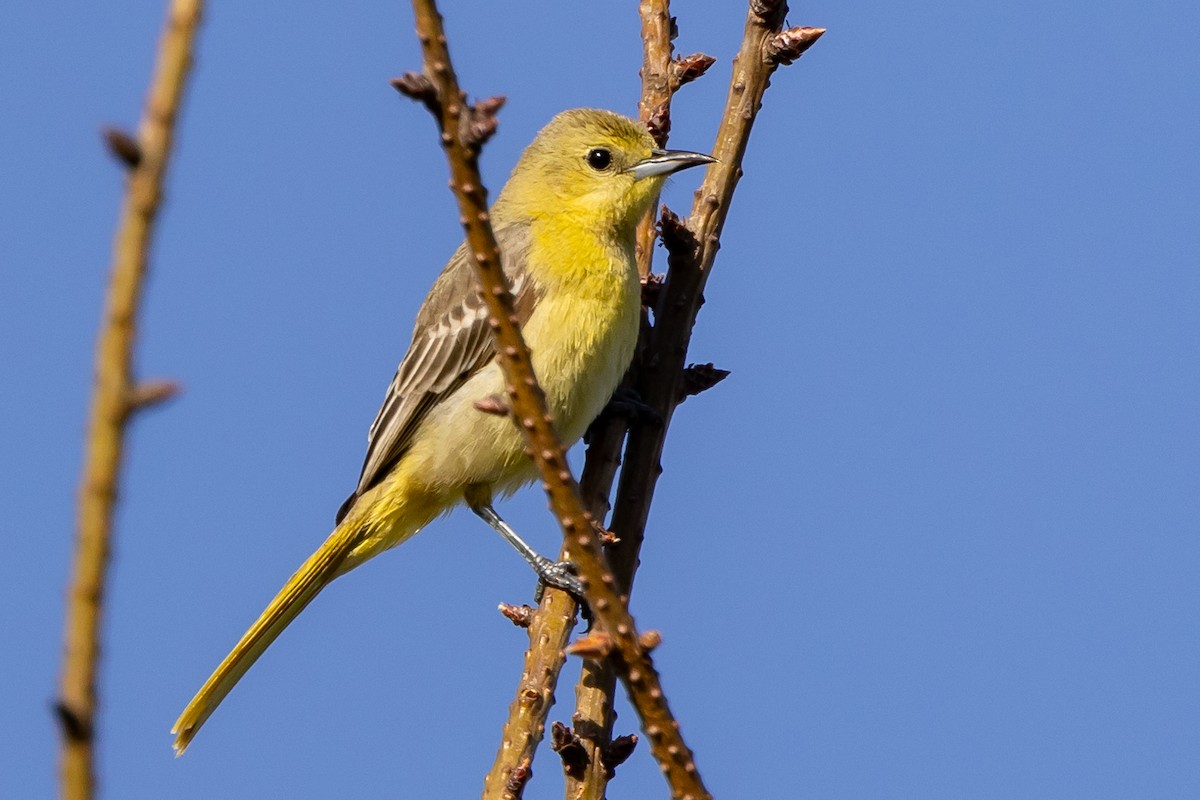 Hooded Oriole - Roger Adamson