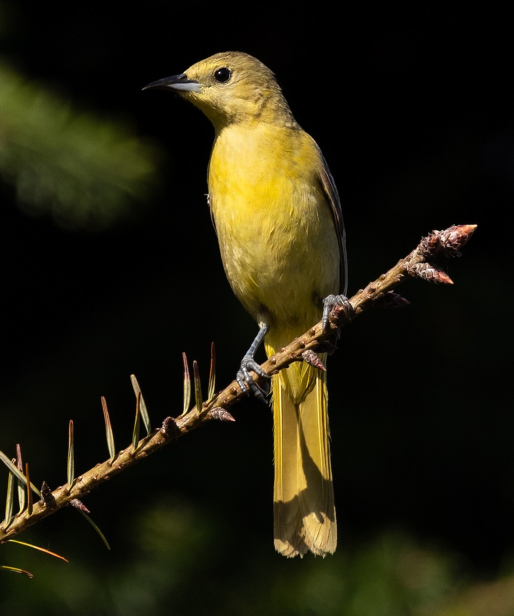 Hooded Oriole - Roger Adamson