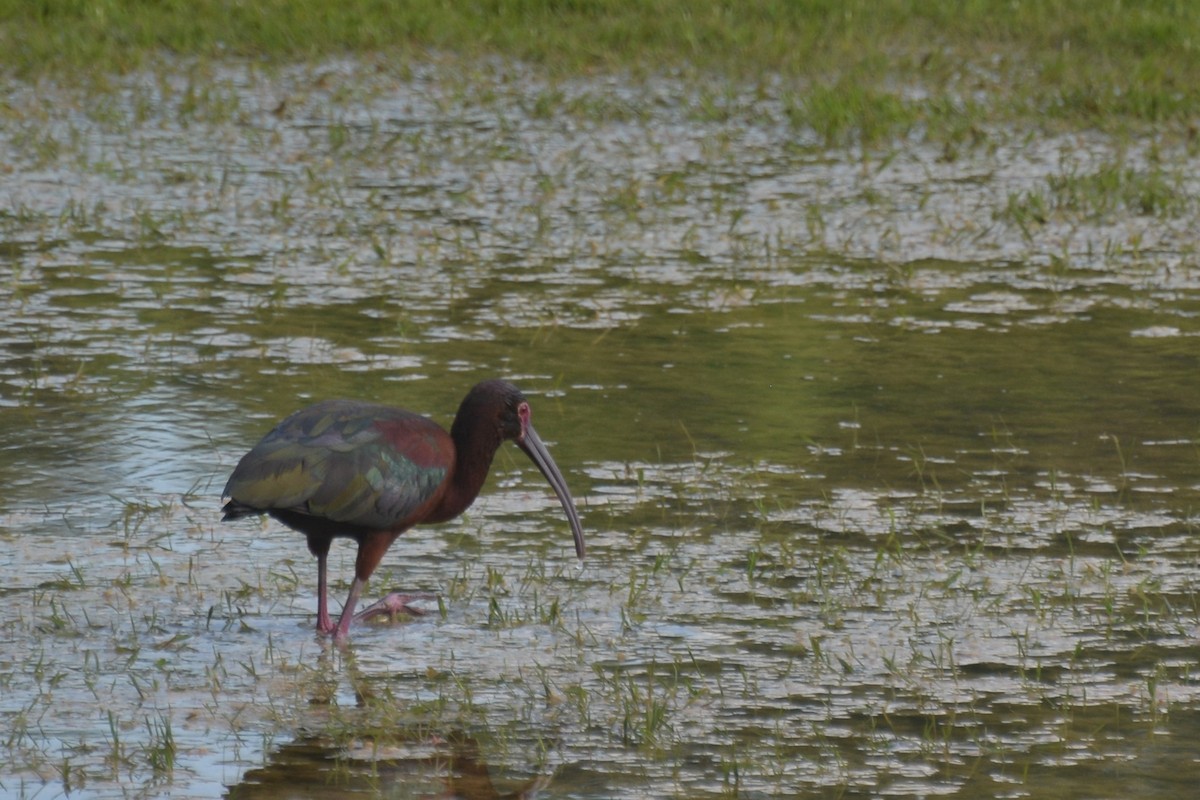 White-faced Ibis - ML618303885