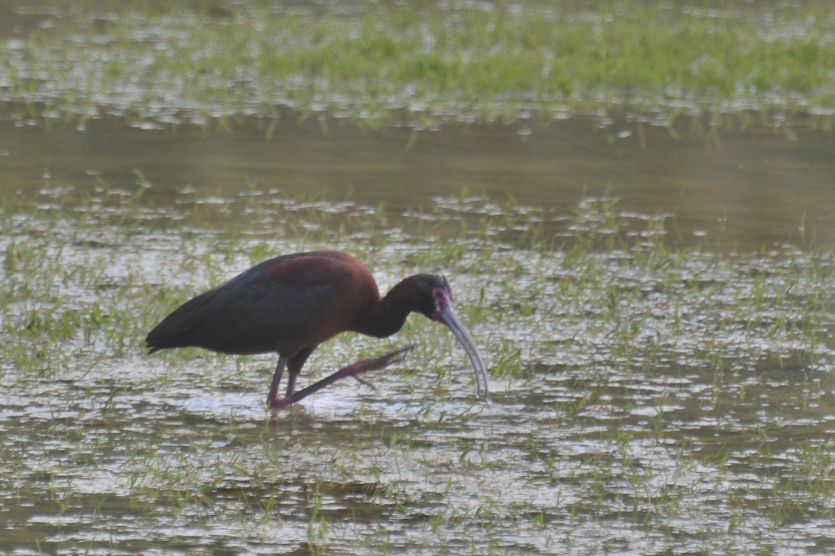 White-faced Ibis - Tom Bisko