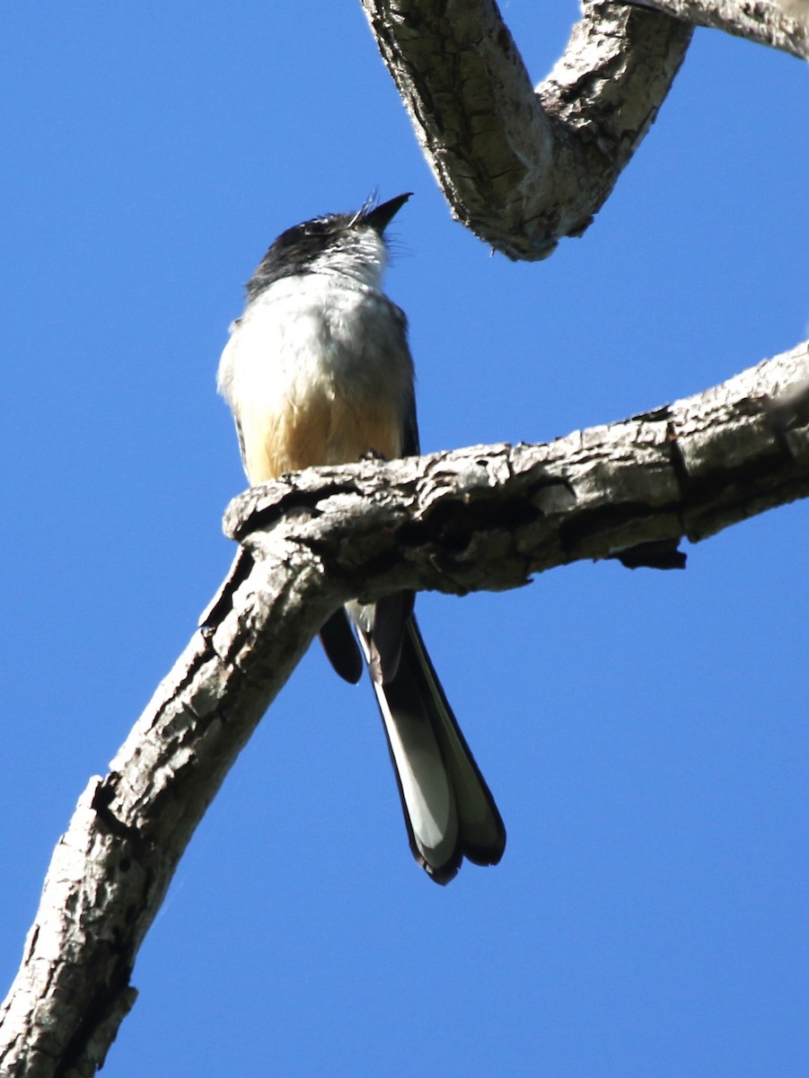 Northern Fantail (Timor) - ML618303894