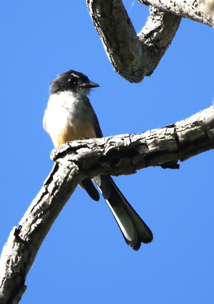 Northern Fantail (Timor) - ML618303895