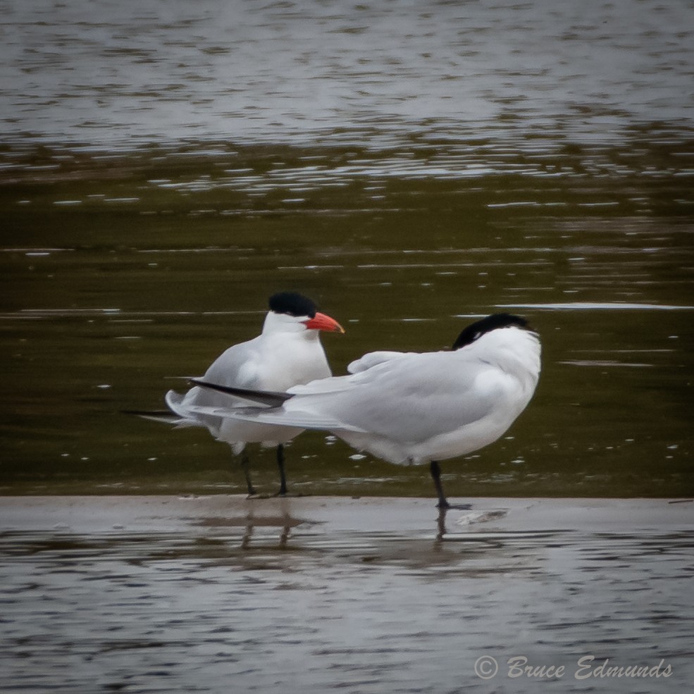 Caspian Tern - ML618303901