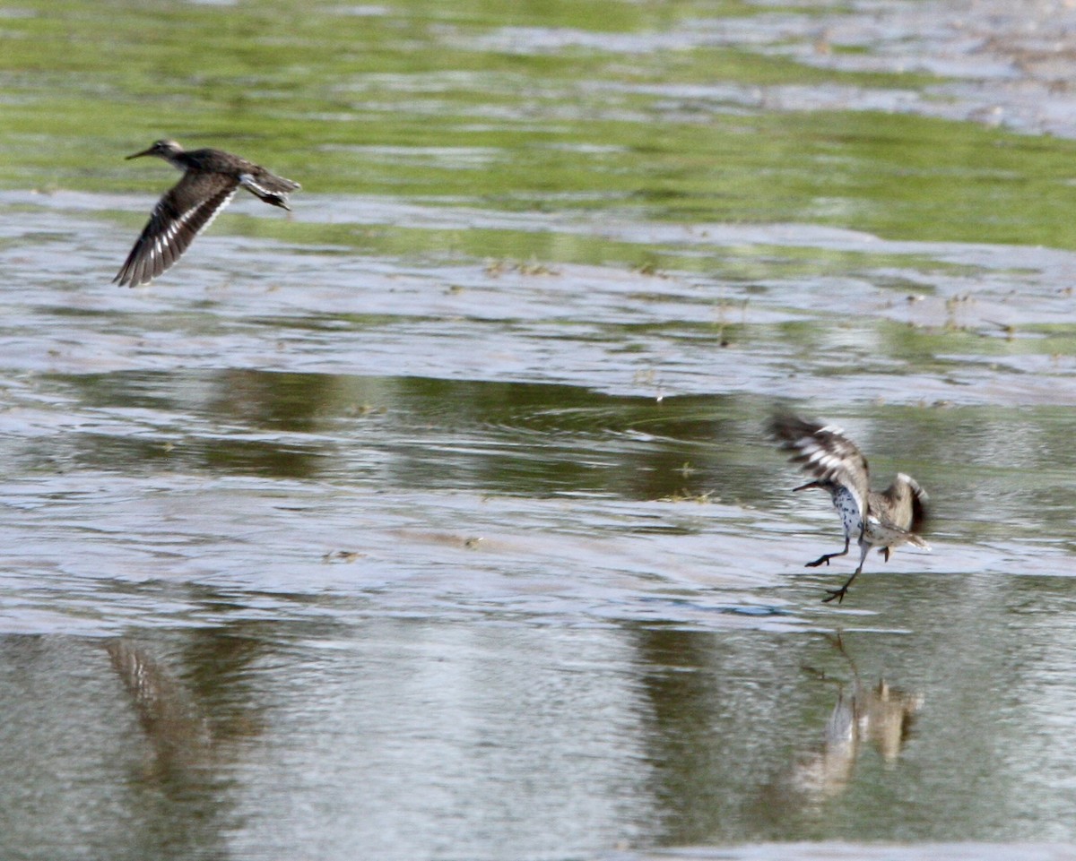 Spotted Sandpiper - John "Jay" Walko