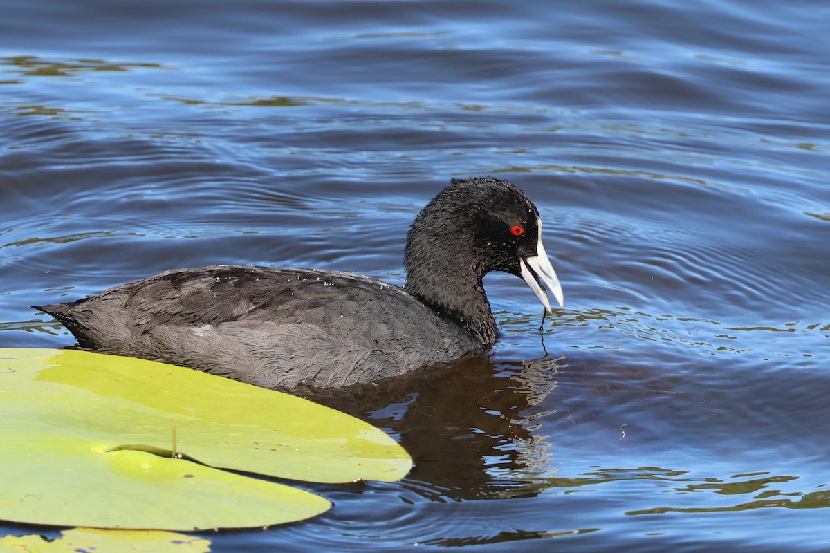 Eurasian Coot - Dennis Devers