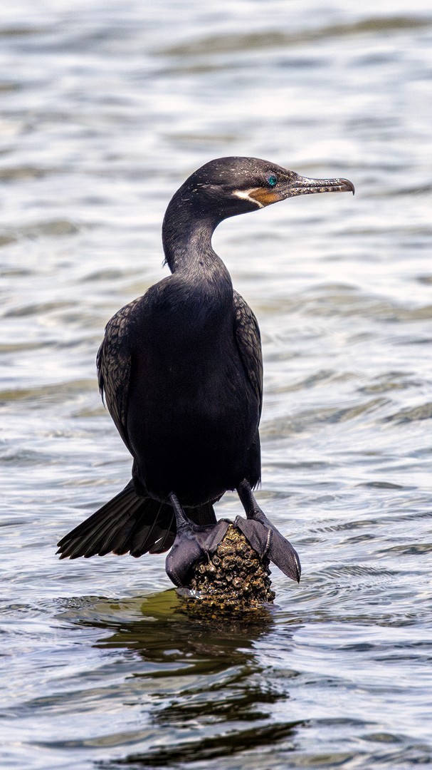 Neotropic Cormorant - ML618303957