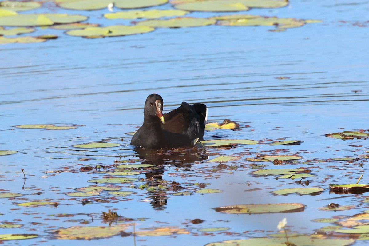 Dusky Moorhen - ML618303979