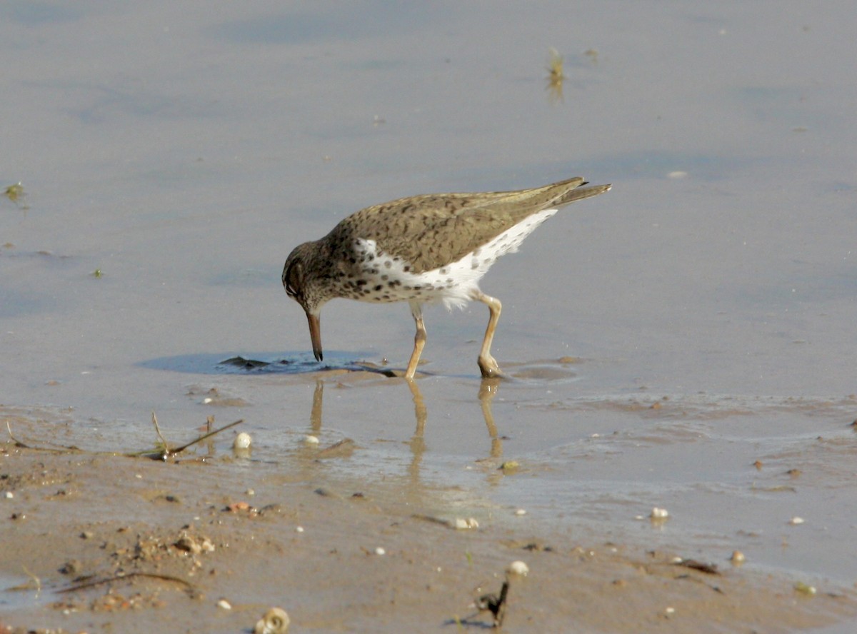 Spotted Sandpiper - ML618304030