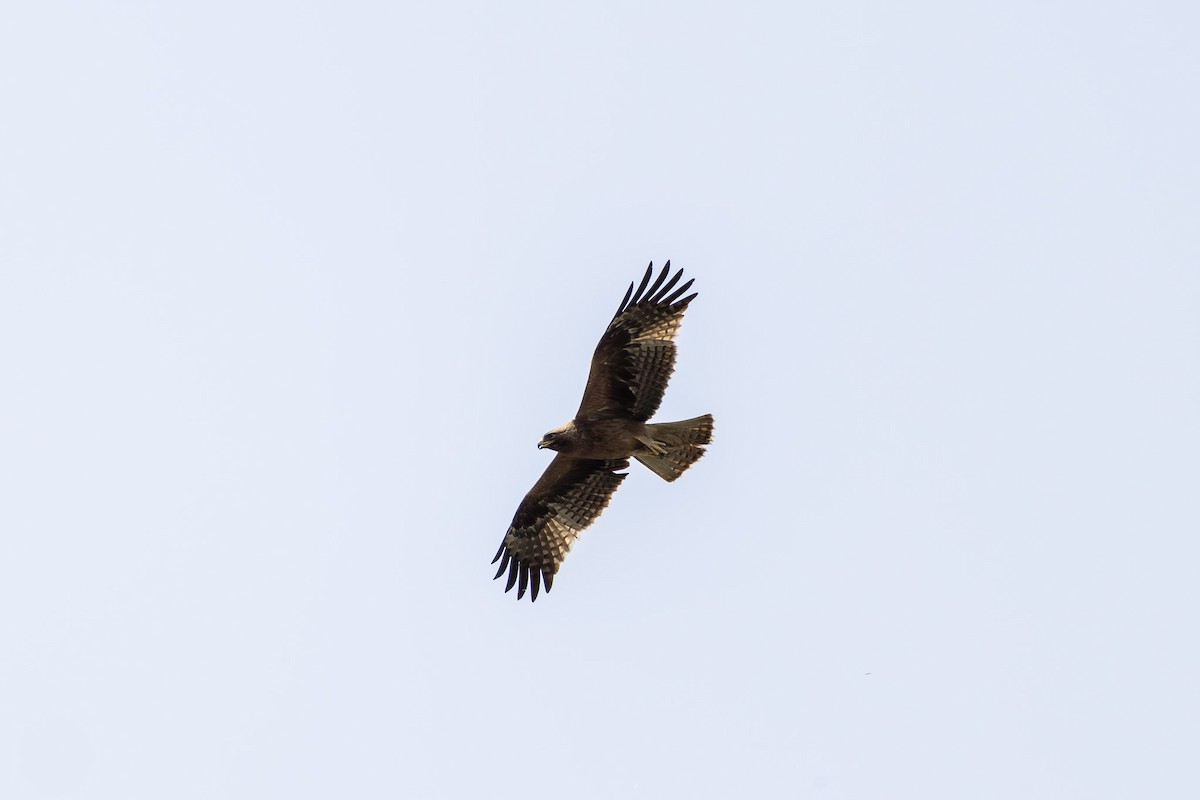 Booted Eagle - Otto Samwald