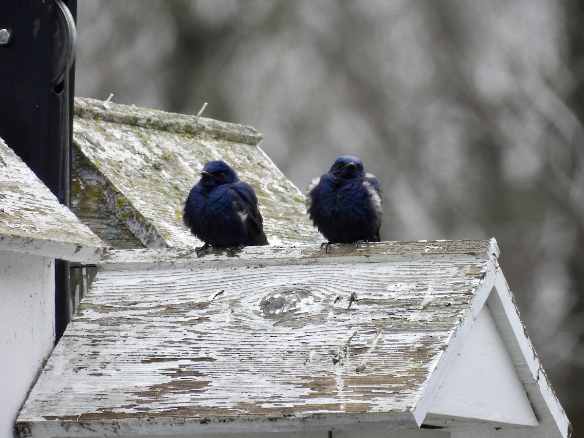 Purple Martin - ML618304061