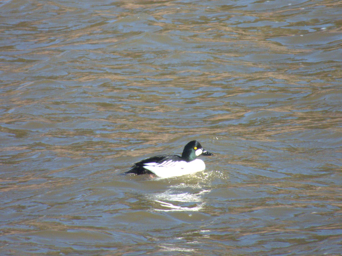 Common Goldeneye - Vince Hiebert