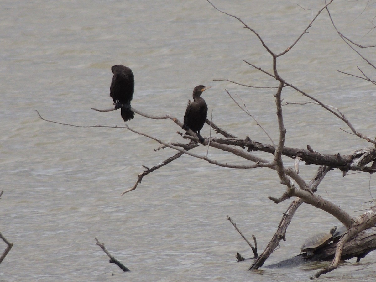 Double-crested Cormorant - ML618304070