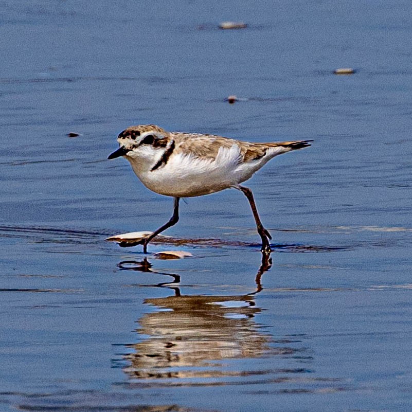 Snowy Plover - ML618304098