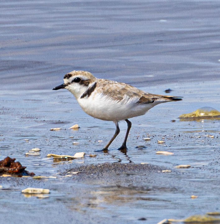 Snowy Plover - ML618304100