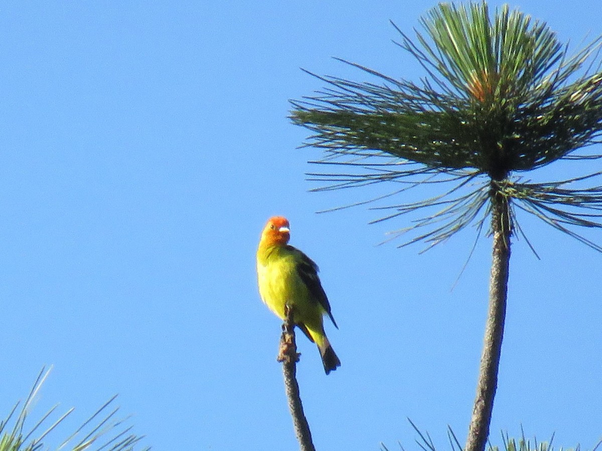 Western Tanager - ML61830411