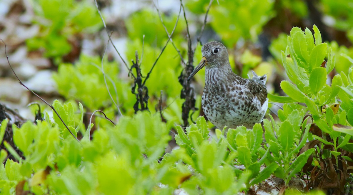 Purple Sandpiper - ML618304129