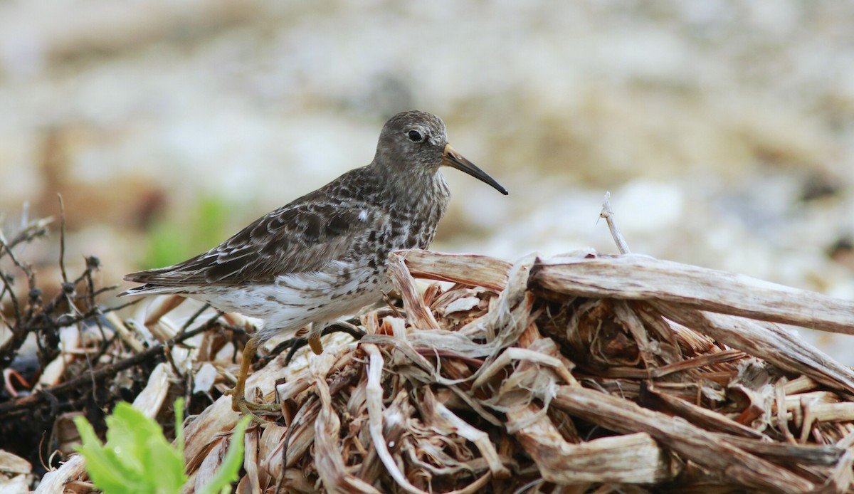 Purple Sandpiper - ML618304152
