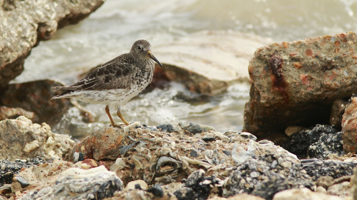 Purple Sandpiper - ML618304159