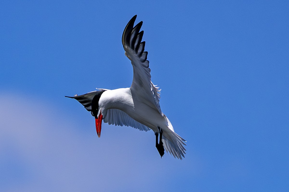 Caspian Tern - Jef Blake