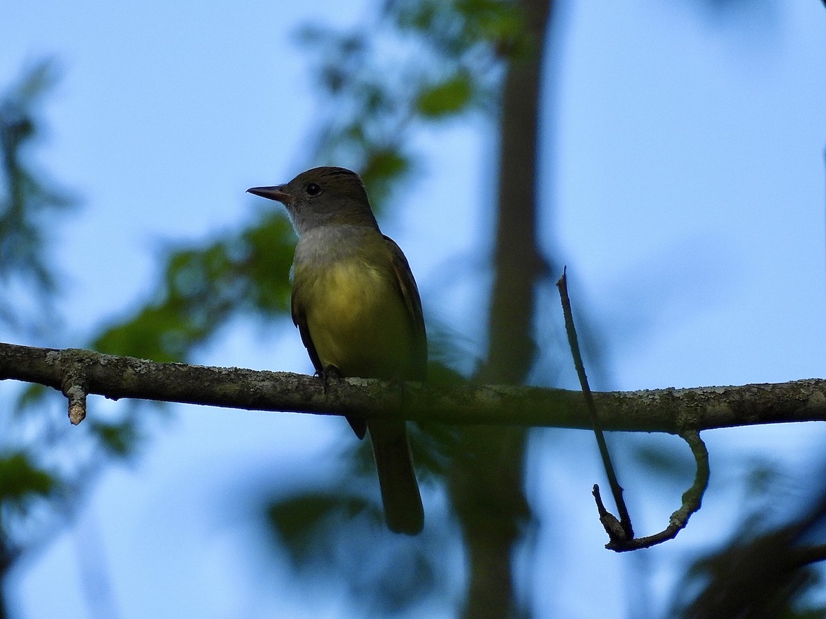 Great Crested Flycatcher - ML618304162