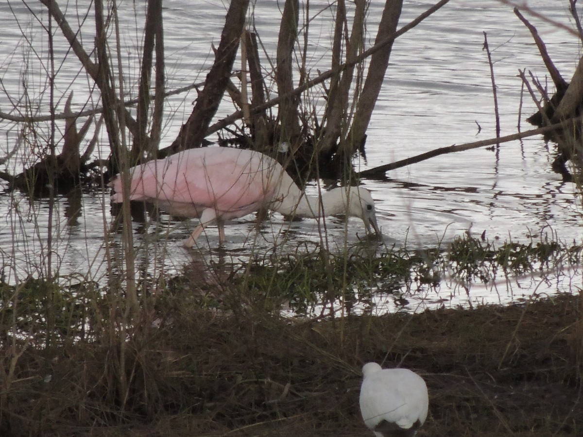 Roseate Spoonbill - Ben Vang-Johnson