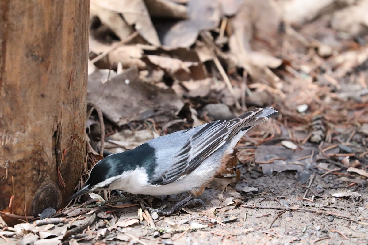 White-breasted Nuthatch - Sarah von Innerebner