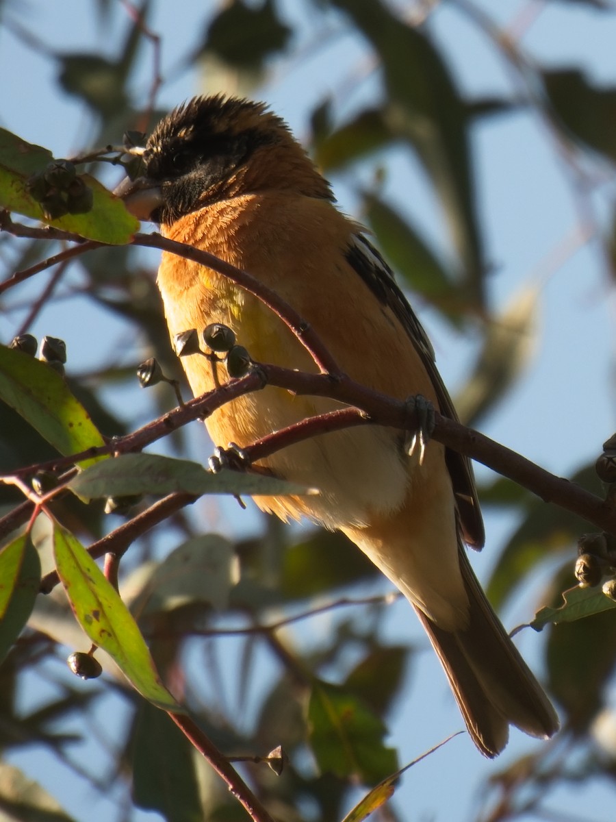 Black-headed Grosbeak - Jeffrey Hale