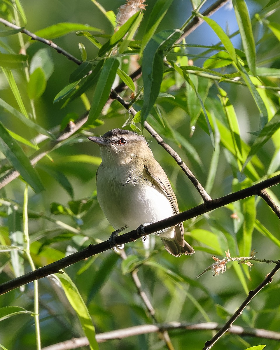 Red-eyed Vireo - Sheng Jiang