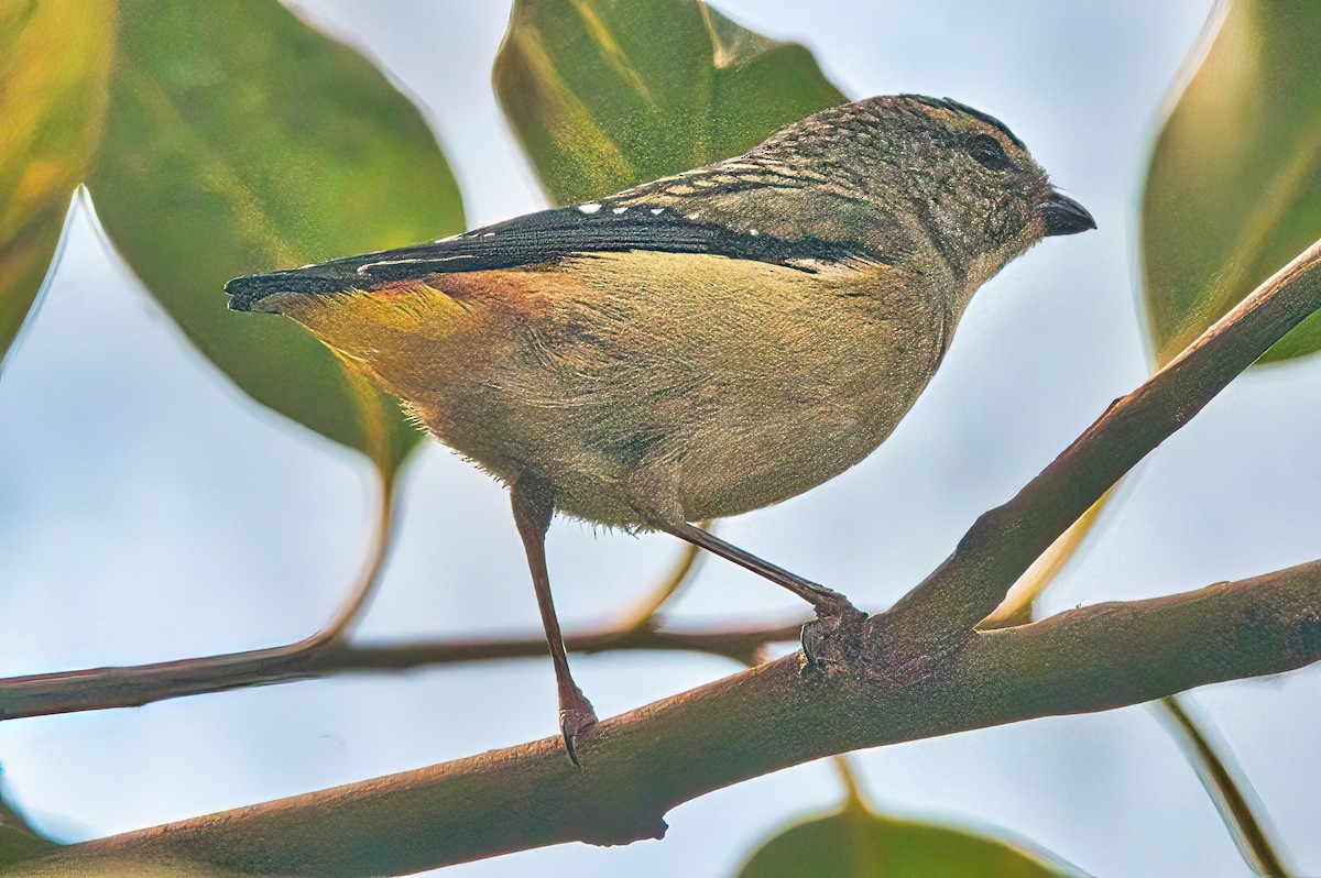 Pardalote pointillé (punctatus) - ML618304249