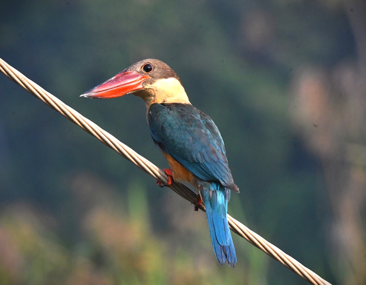 Stork-billed Kingfisher - ML618304267