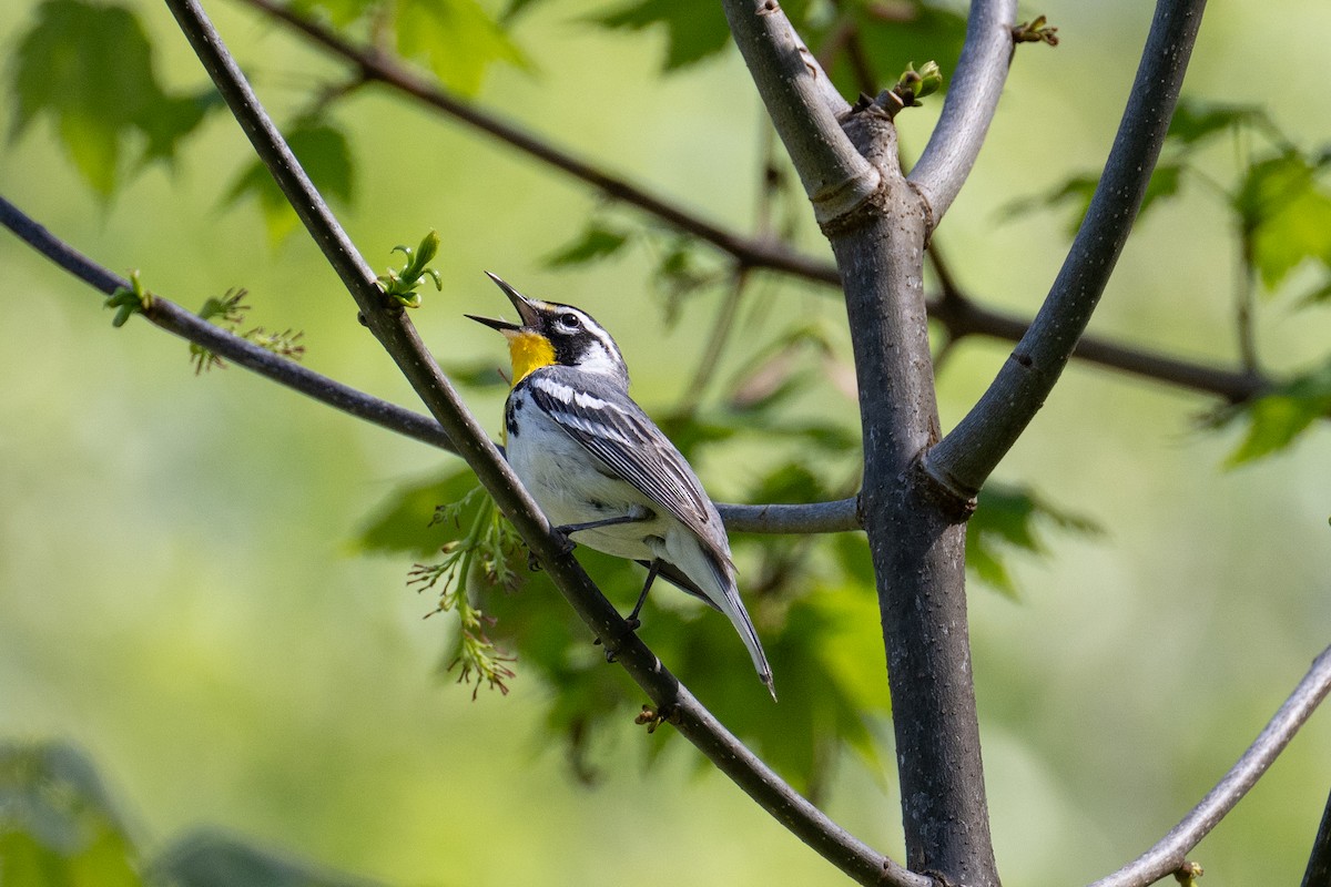 Yellow-throated Warbler - ML618304272