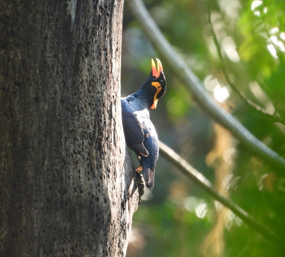 Common Hill Myna - Chaiti Banerjee